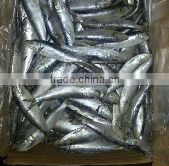 Sea Frozen Fresh Sardine Fish