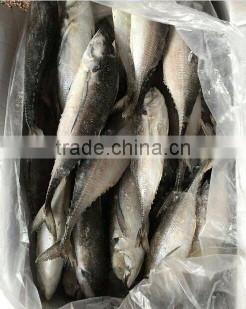 Whole Fish Frozen Jack Mackerel