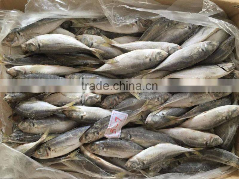 Frozen Big Eyes Scad