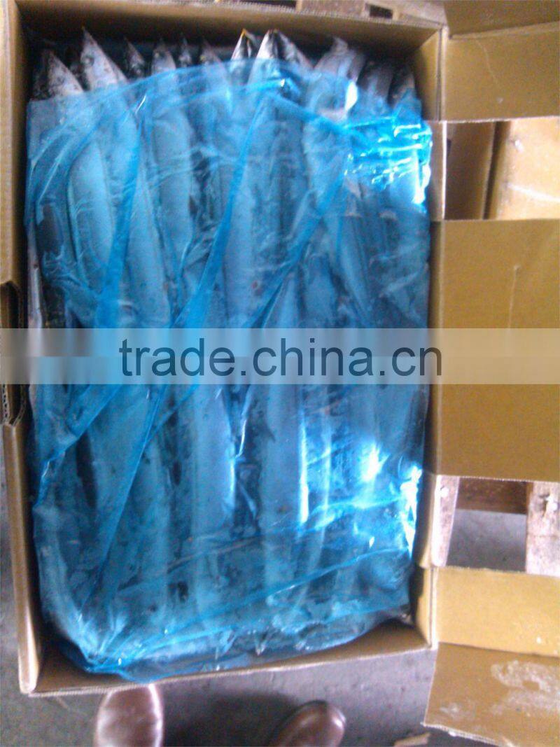 Size #3 frozen saury