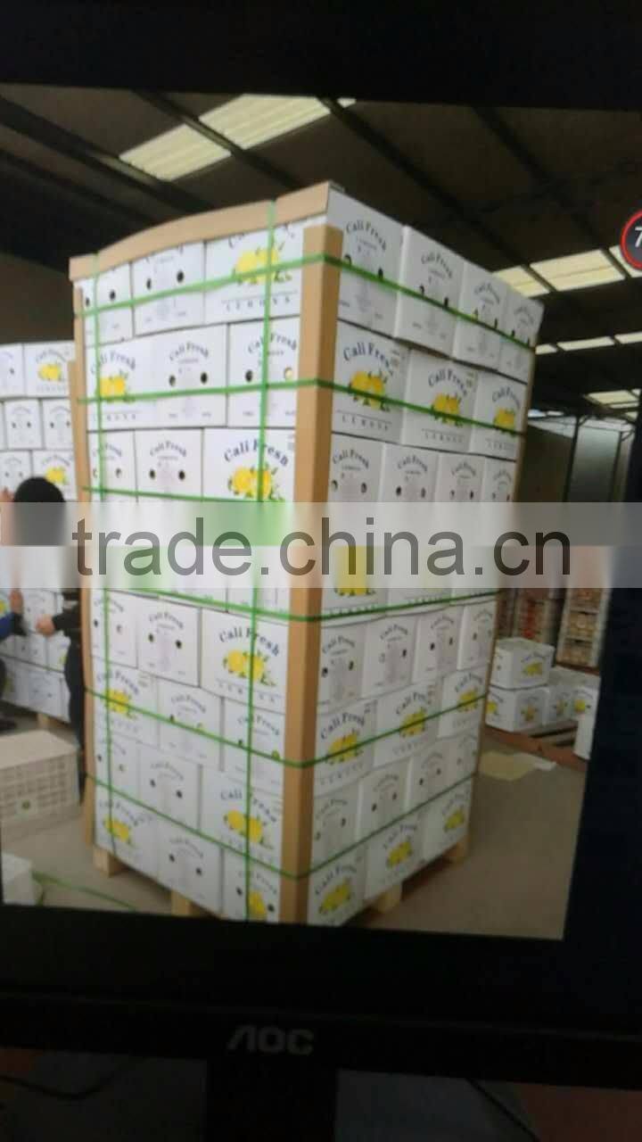 Fresh citrus fruits /Yellow Eureka Fresh Lemon