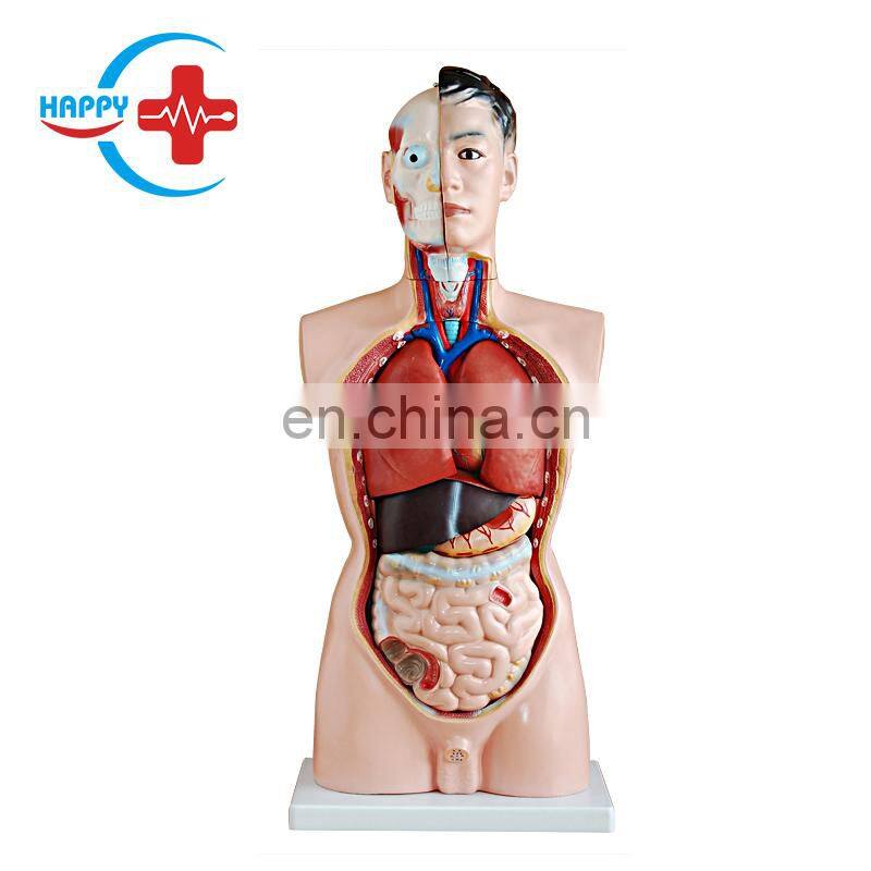 HC-S239 Hot Sale Medical Science Male Trunk Model/Male Model 85CM Male Torso Model with 19 pieces