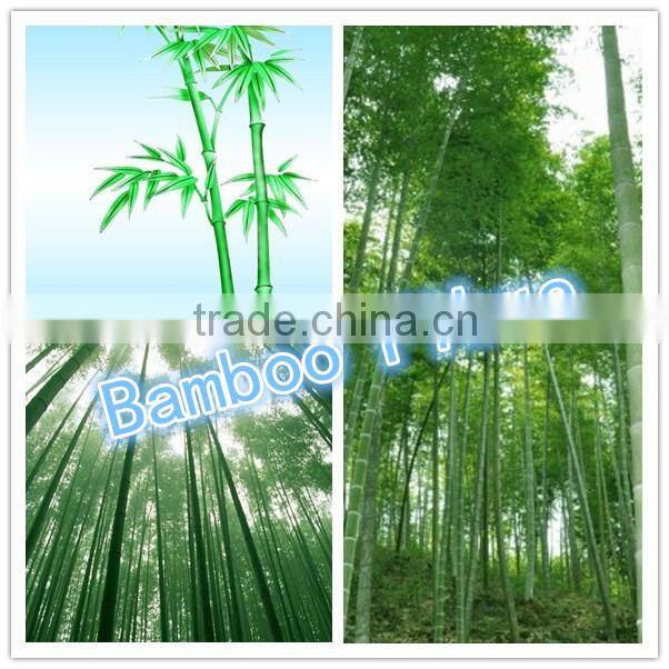 Eco-friendly 100% bamboo fiber square cup