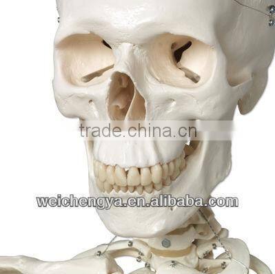 Biological Science Human Model Standard 85cm Skeleton on Pelvic Mounted Base