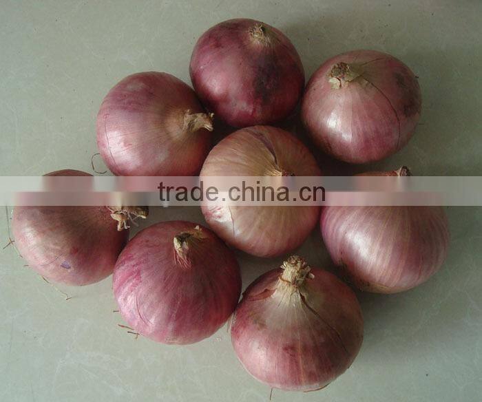 China new crop fresh onion