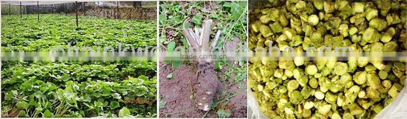 1kg sushi wasabi powder