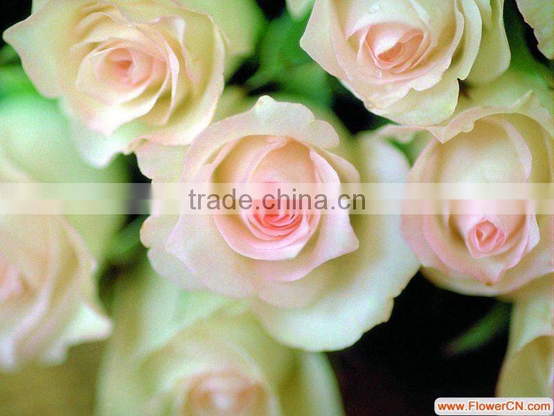 Wholesale fresh cut flower rose plants of various colors