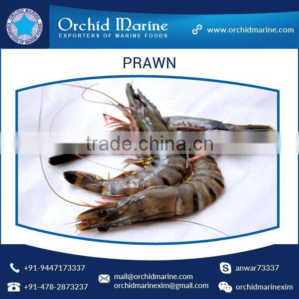 Wholesale Supplier of Delicious and Healthy Prawns for Food Industry