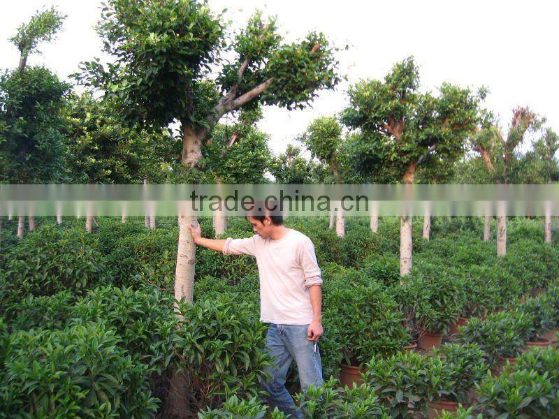 Ficus Nitida landscaping trees for outdoor