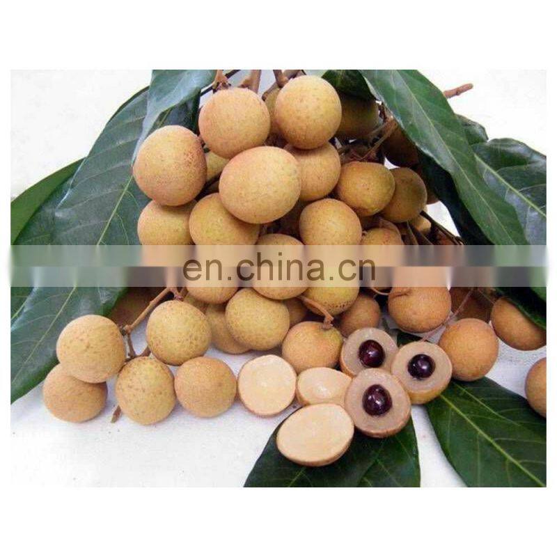 Vietnam Premium Quality WHOLE IQF Carton Common Cultivation Type Frozen Fruits For Dessert Snack Baking