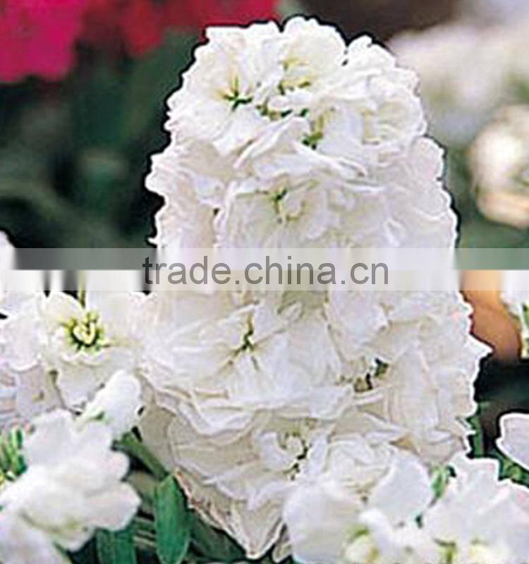 Fresh cut Best-Selling colorful violet flower