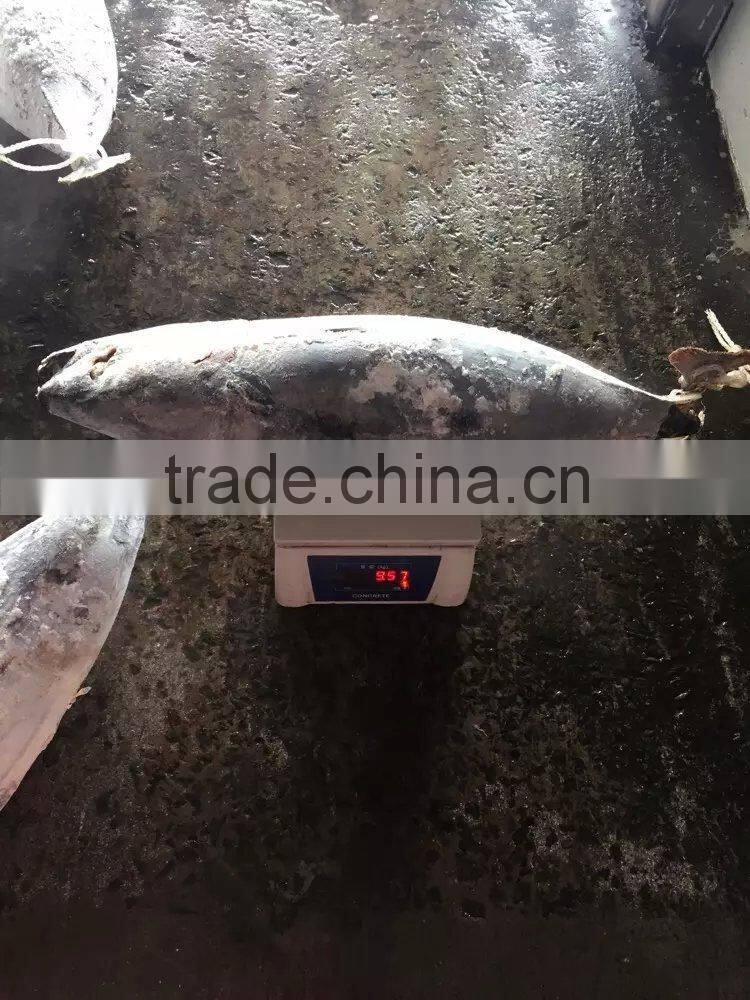 longline frozen skipjack tuna 5kg up ( katsuwonus pelamis)