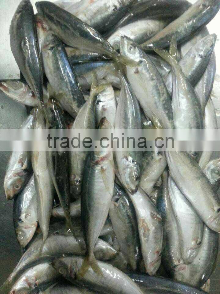 small eyes horse mackerel (Decapterus maruadsi)