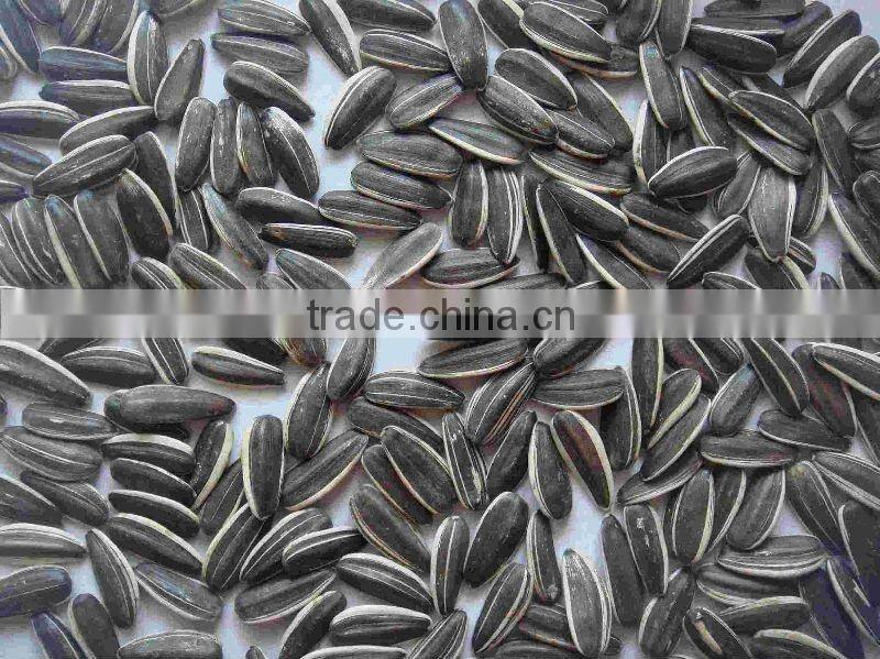 new crop chinese Sunflower seeds 5009