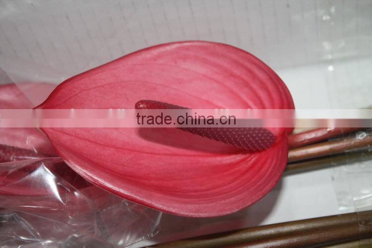 Exquisite top sell new product yellow african antirrhinum flowers