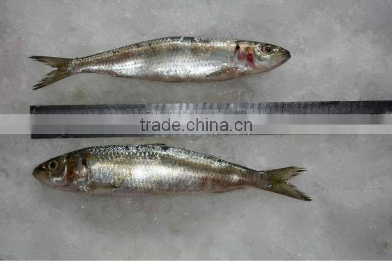 good quality frozen fish sardine