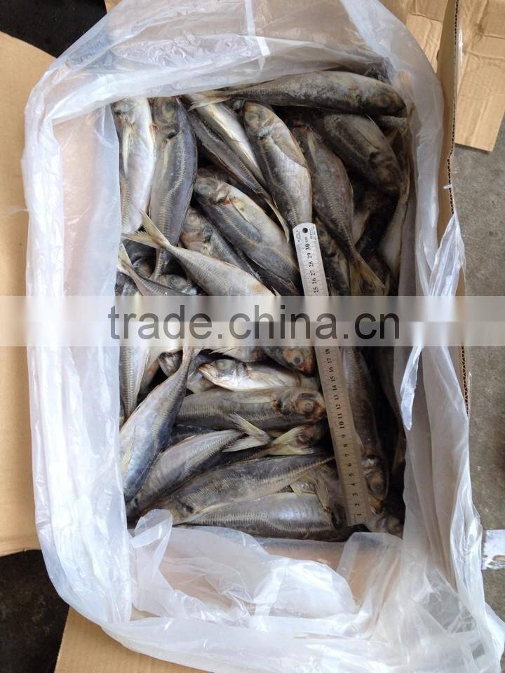 IQF Whole round Horse Mackerel
