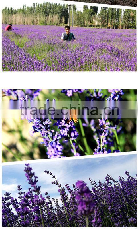 Sample Order Welcome Original Brand Manufacturing lavendar tea pure essential oils