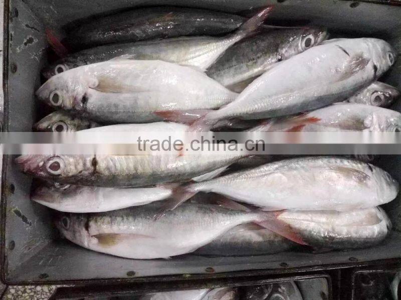 500-800g Red Tail Horse Mackerel