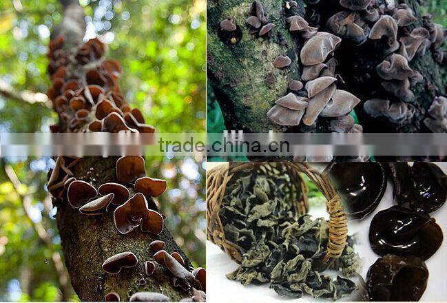 dried edible black fungus export price
