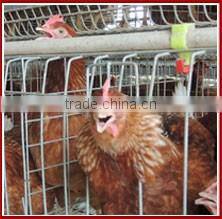 LIU TA $242000 auto feeding and drinking equipment chicken farms