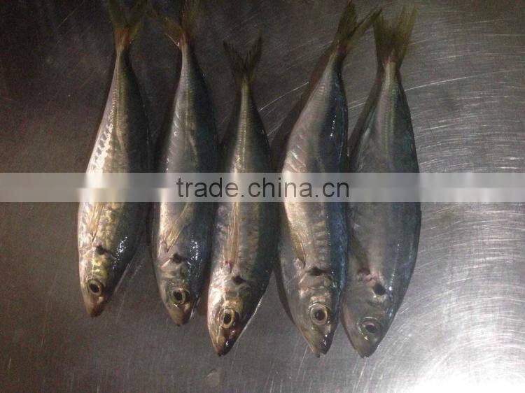 Mackerel scad frozen blue scad fish for sale