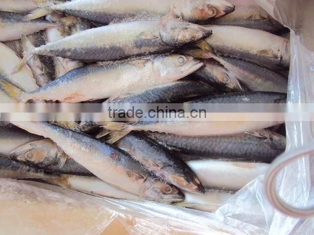 Frozen Pacific Mackerel Fish