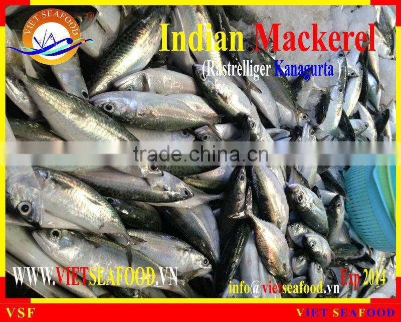 FROZEN INDIAN MACKEREL