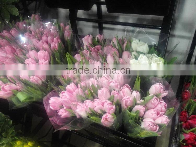 Best quality manufacture red tulip