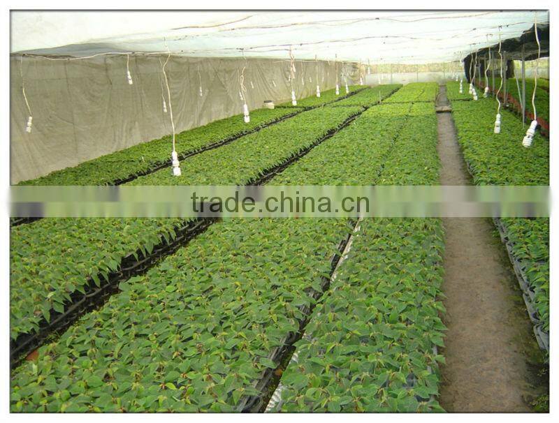 hot sale tunnel greenhouses and prices