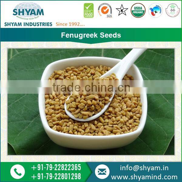 Highly Demanded Good Quality Fenugreek Seeds at Wholesale Rates