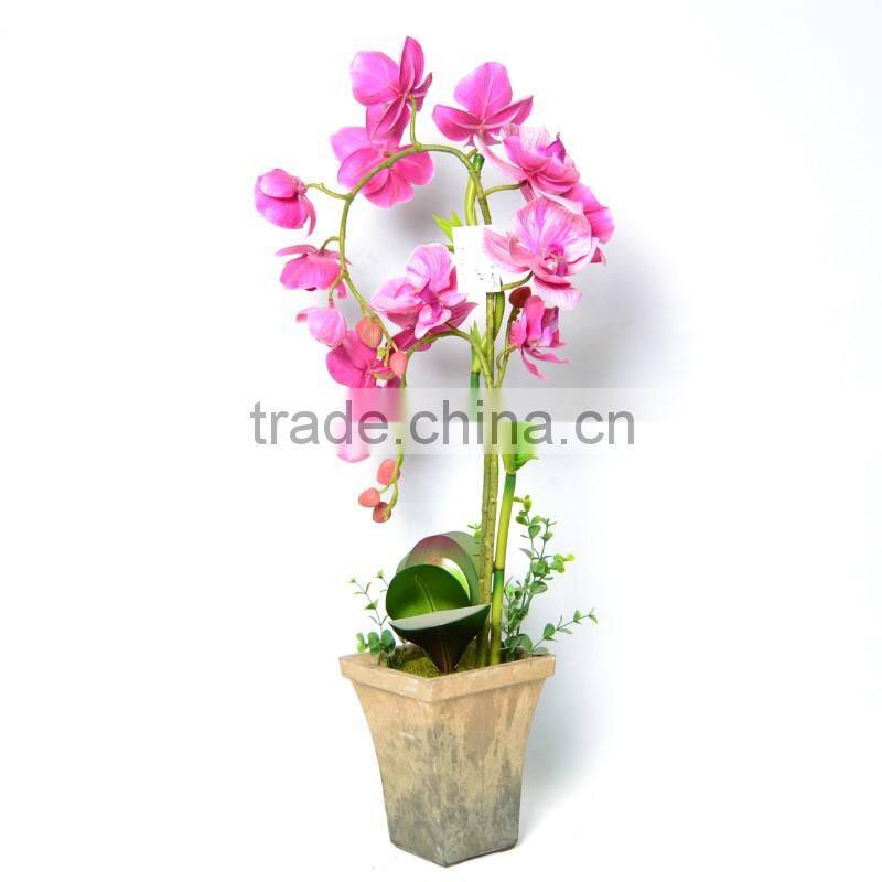 Festival Brassia Orchid In The Gilded Pot