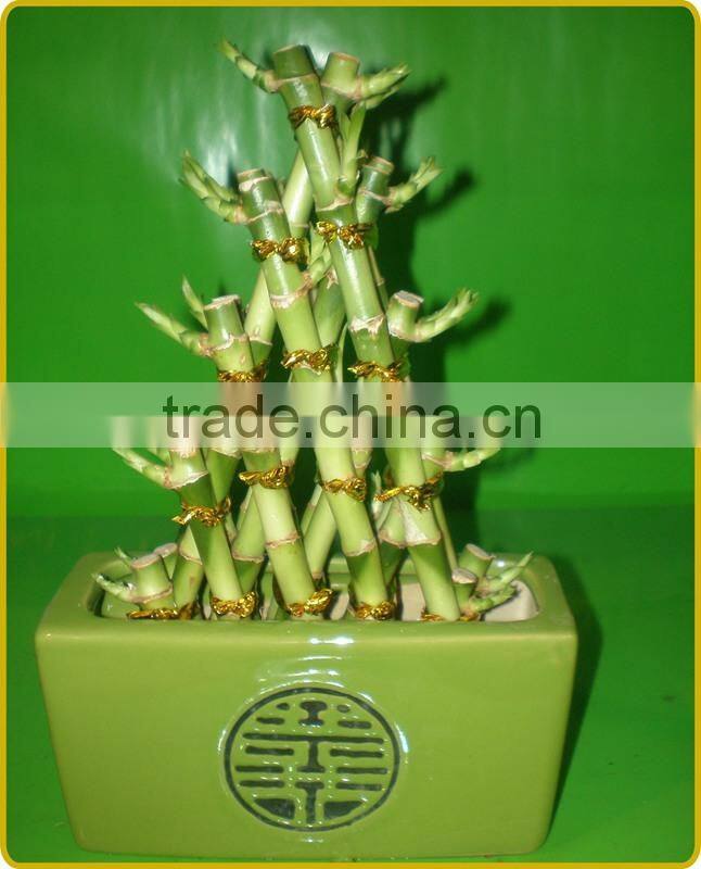 big triangle pyramid lucky bamboo air bonsai tree dracaena sanderiana indoor water aquatic plants nursery garden decoration