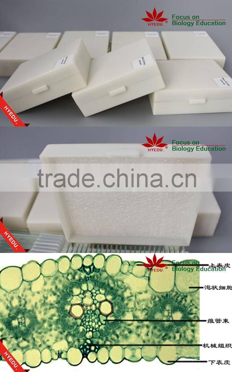 Microscope Plant Slides ,Corn Prepared Slides, ON SALE Prepared Slides