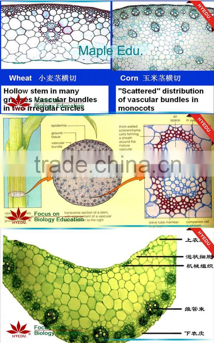 Microscope Plant Slides ,Corn Prepared Slides, ON SALE Prepared Slides