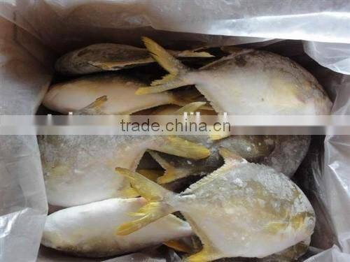 Gain Ocean Food Farm Raised Seafood Available Size Frozen Whole Golden Pompano Fish
