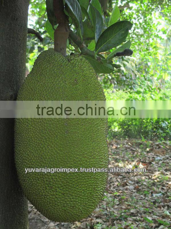 Jackfruit