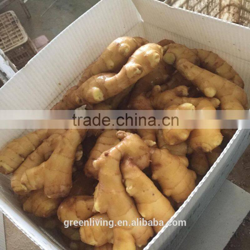 Fine Price Fresh Ginger Fob Price Product