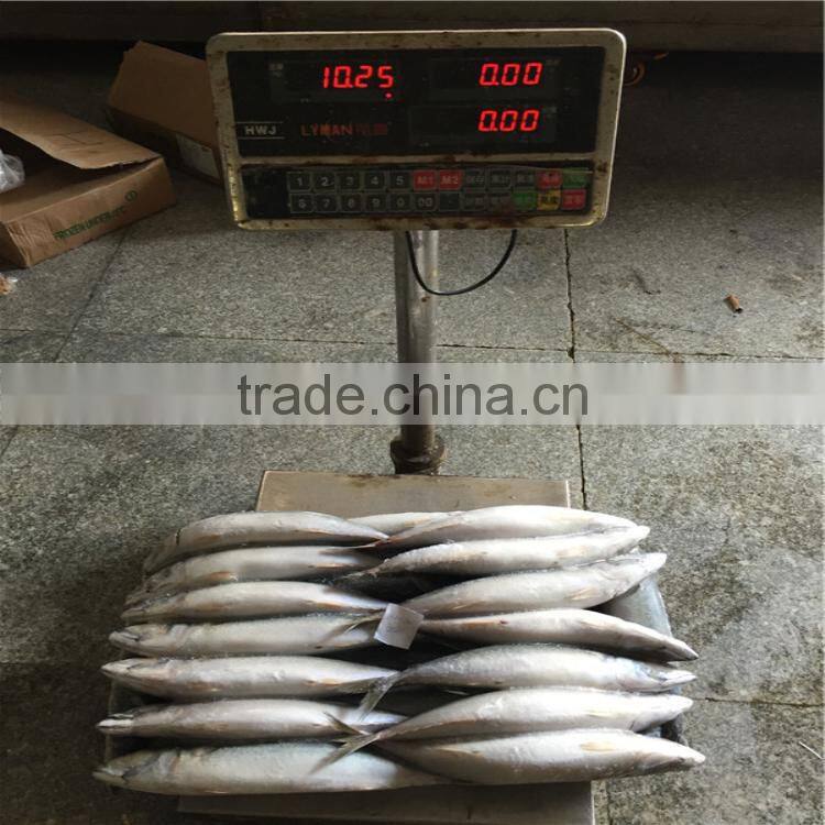 Pacific mackerels frozened pacific mackerel 200-300G for Asia importer