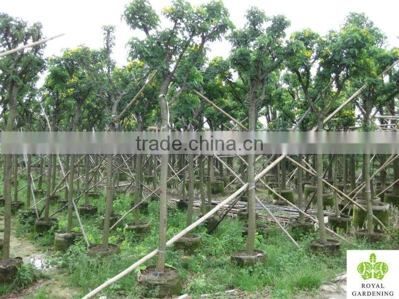 Cassia surattensis ( Cassia glauca ) tropical tree for landscaping