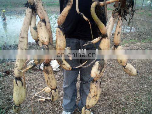 high-efficienct lotus root digger machine and lotus harvester machine