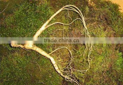wild gensing, natural wild gensing, panax gensing,jilin gensing