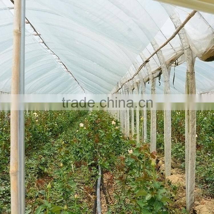 Fashionable Crazy Selling fresh cut gold tulip flower