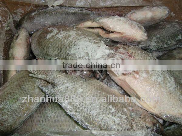 frozen tilapia fish cleaning tilapia buyer