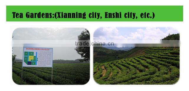 Hubei chunmee green tea 9371 from best tea garden