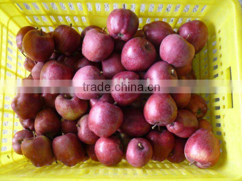 fresh red delicious apple 2015