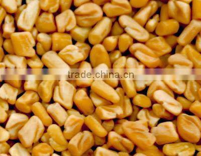 Fenugreek seeds