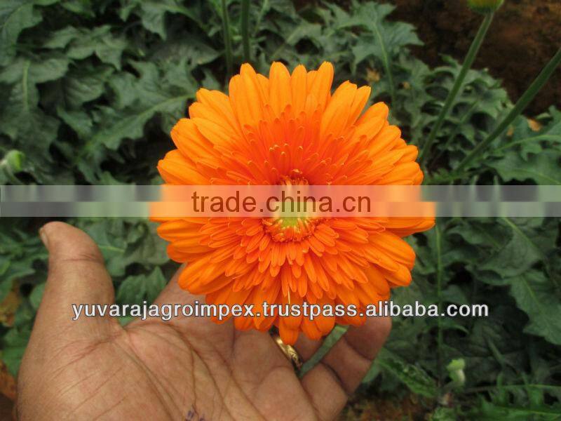 Gerbera Market Price