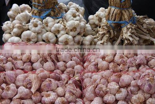 Vietnam white Garlic