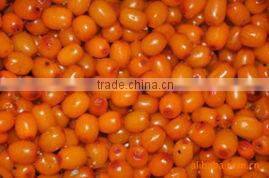 CHINA IQF seabuckthorn berries